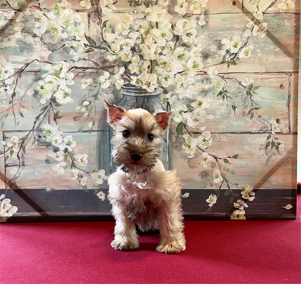 L- Light Wheaton-Male