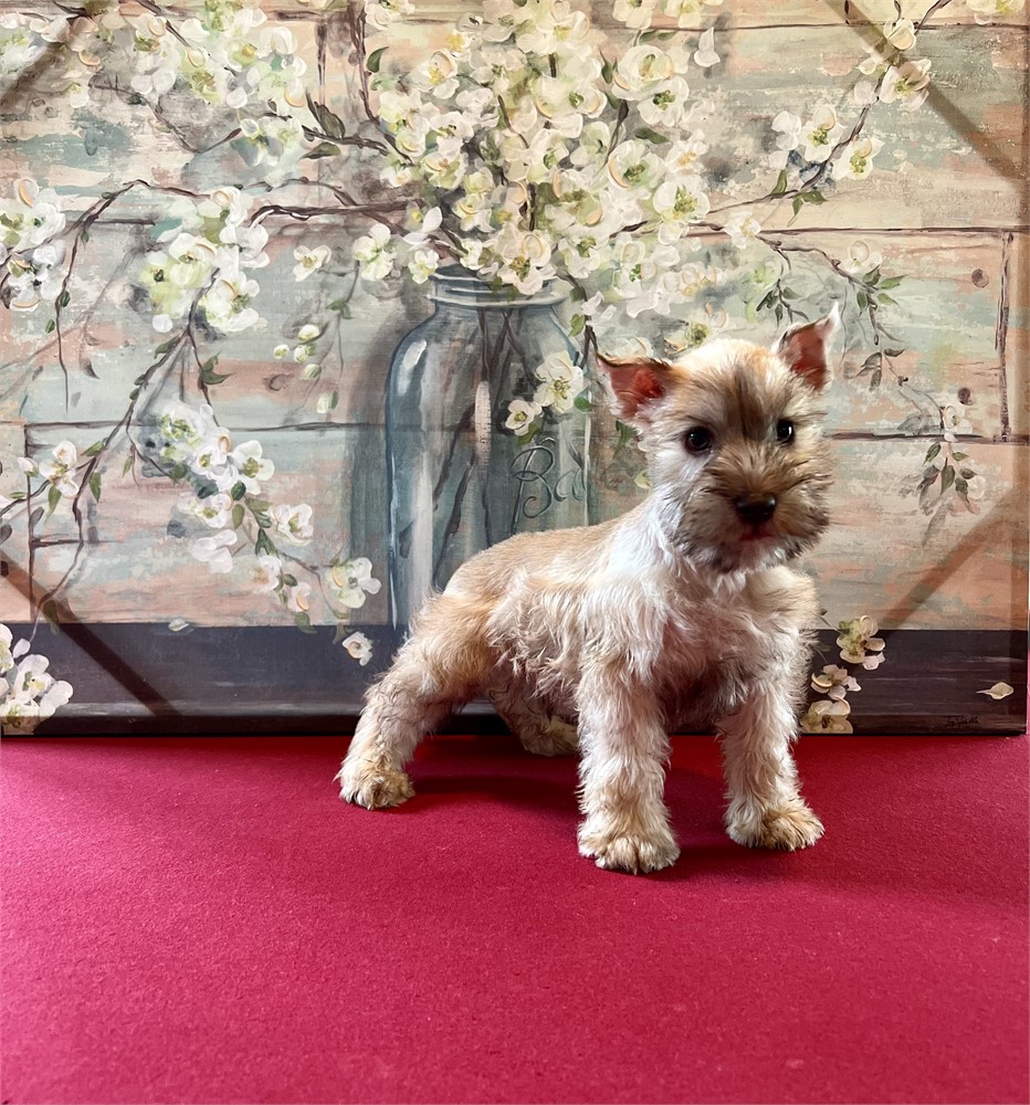 L- Light Wheaton-Male