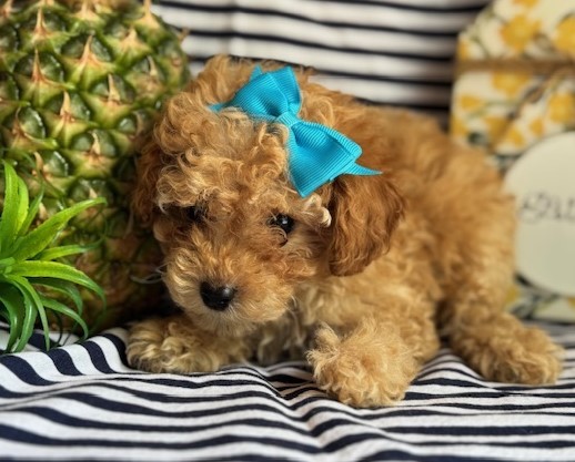 AKC Callie