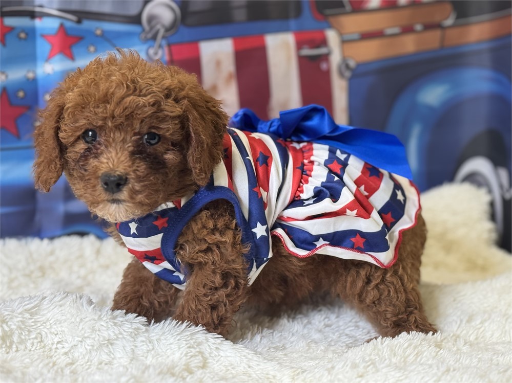 AKC red mini female