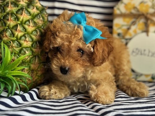 AKC Callie