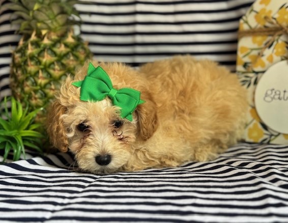 AKC Chloe