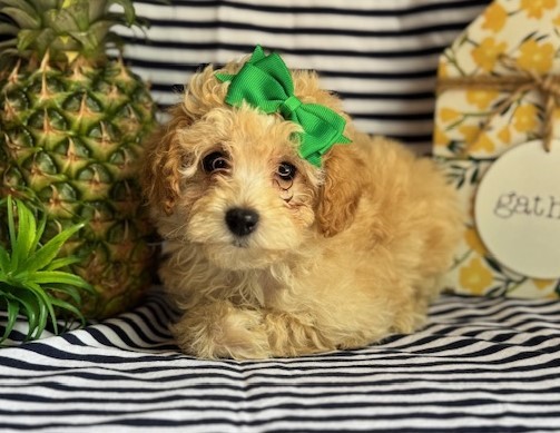 AKC Chloe