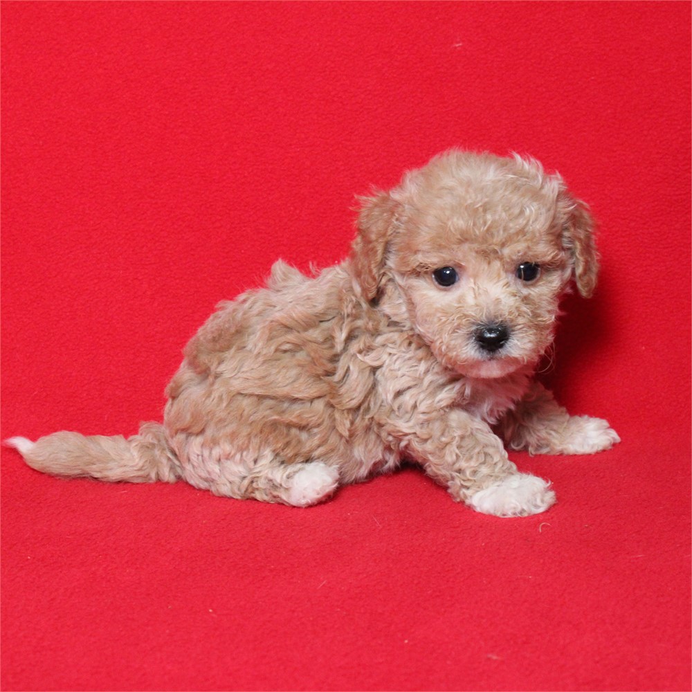 Tiny Poochon 657