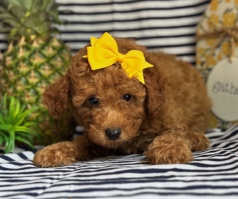 AKC Cocoa