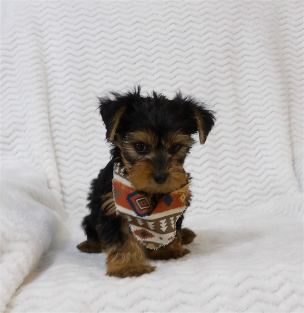 Charming Male Yorkie