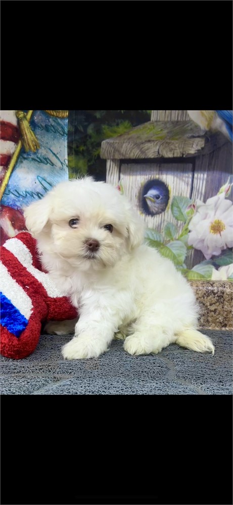 ShihPoo Male #3