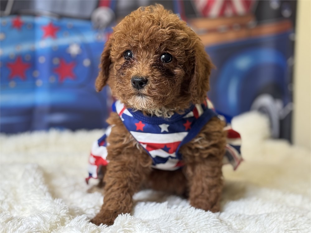 AKC red mini female