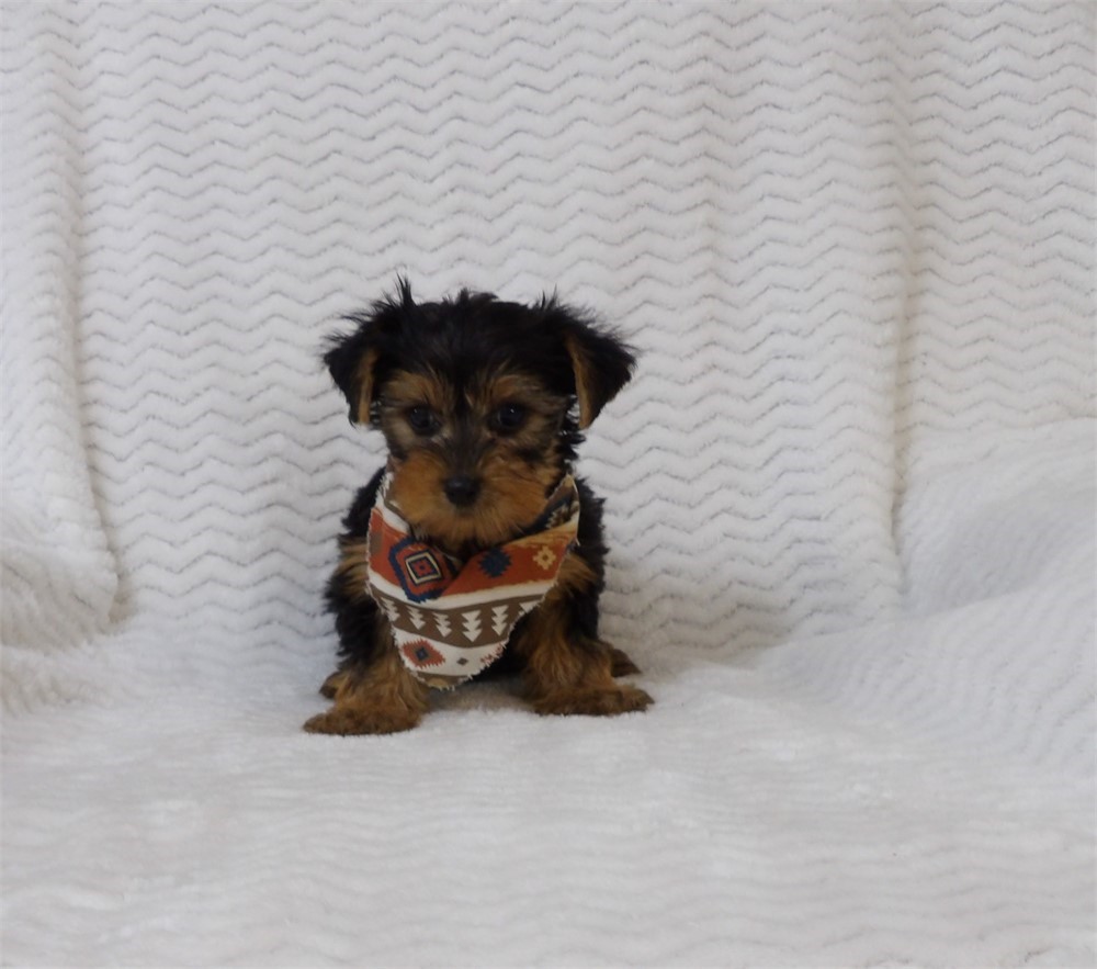 Charming Male Yorkie
