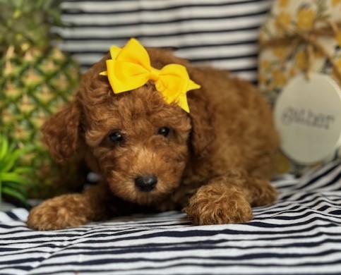AKC Cocoa