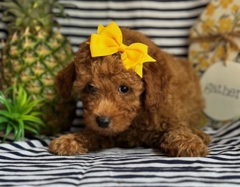 AKC Cocoa