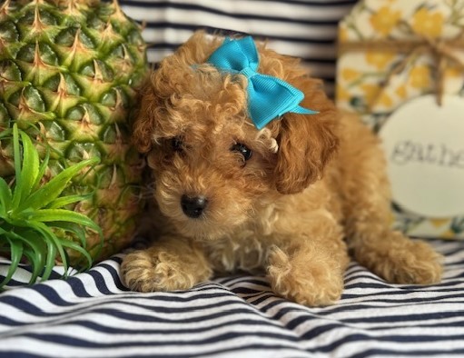 AKC Callie