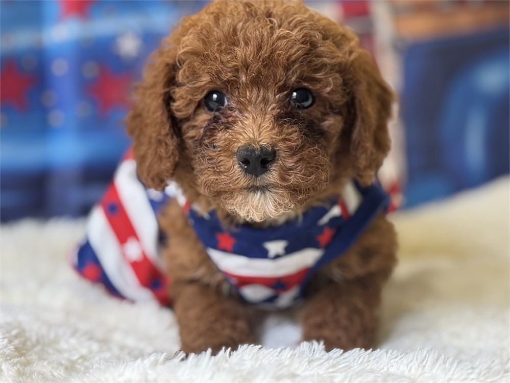 AKC red mini female