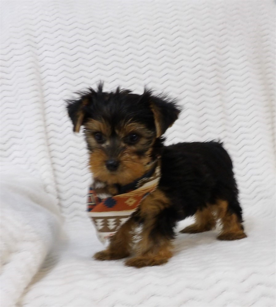 Charming Male Yorkie