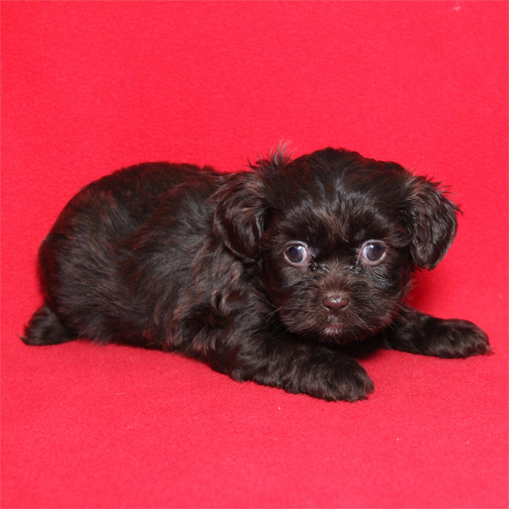 Imperial Shih-poo chocolate 833