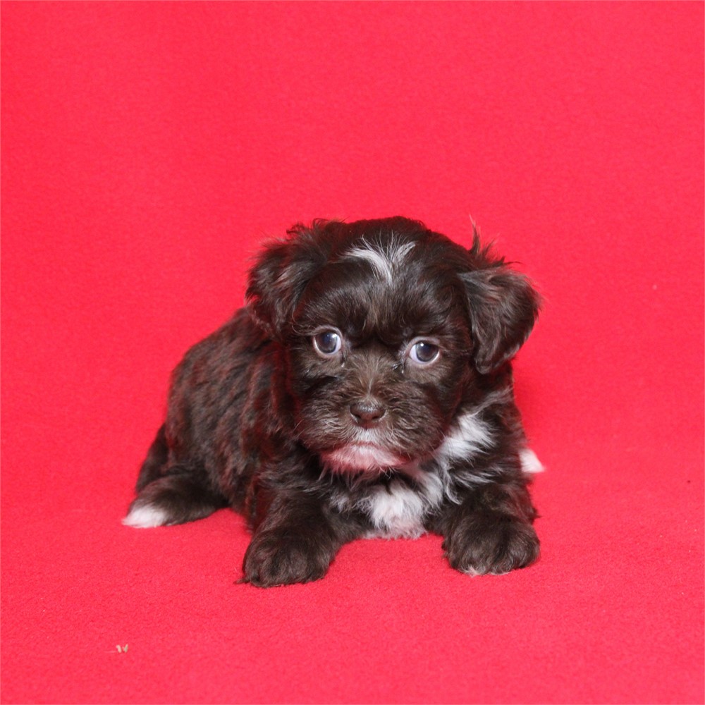 Imperial Shih-poo chocolate 834