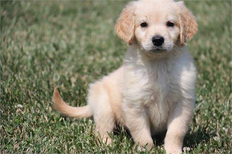Female Goldendoodle