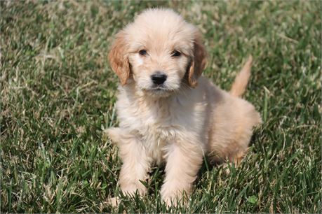 Female Goldendoodle
