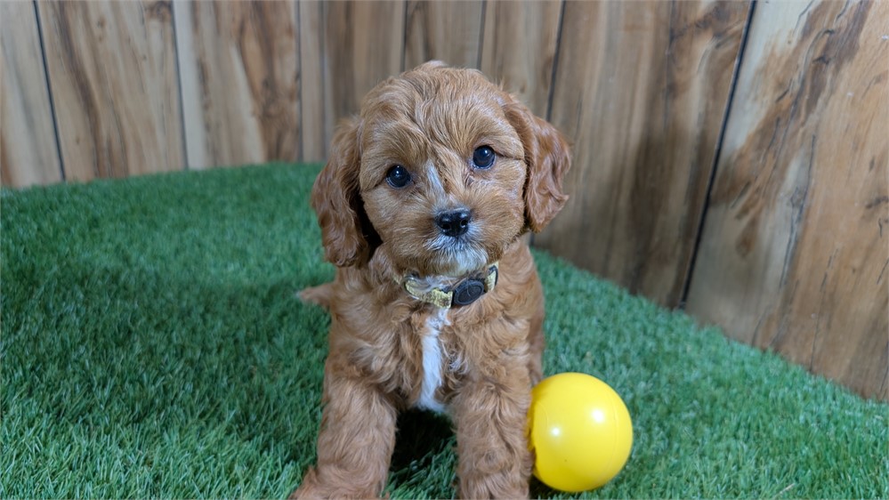 Red Male Cavapoo
