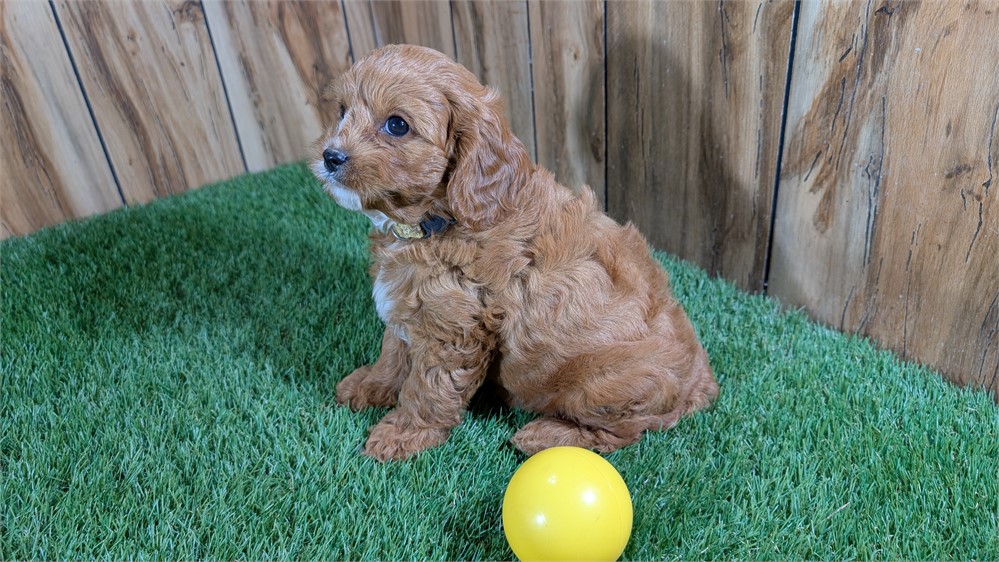 Red Male Cavapoo