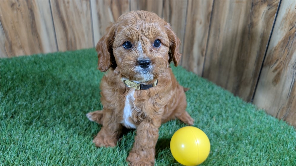Red Male Cavapoo