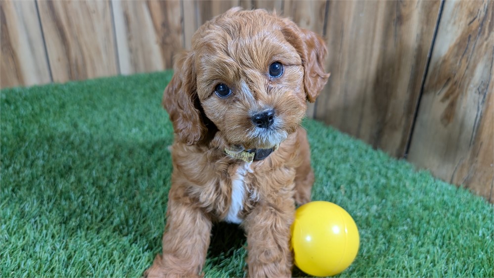 Red Male Cavapoo