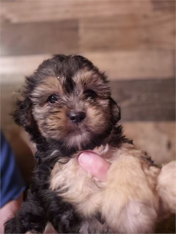 Beautiful little pup