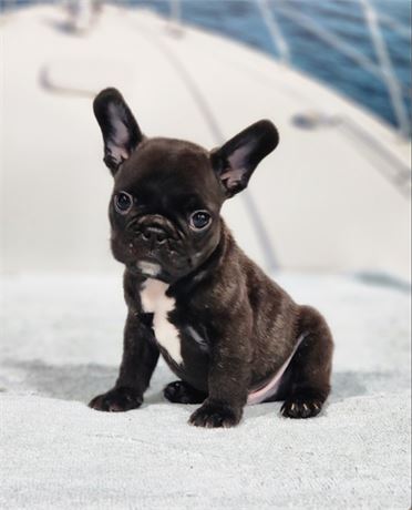 AKC Charlie