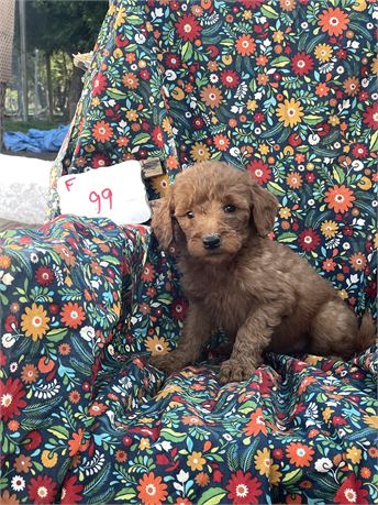 Mini golden doodle clean usda