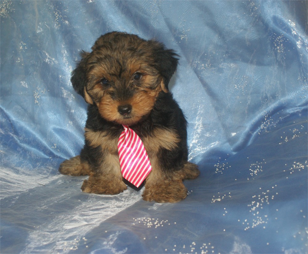 Male Yorkie Updated 6/24 PRICED TO SELL