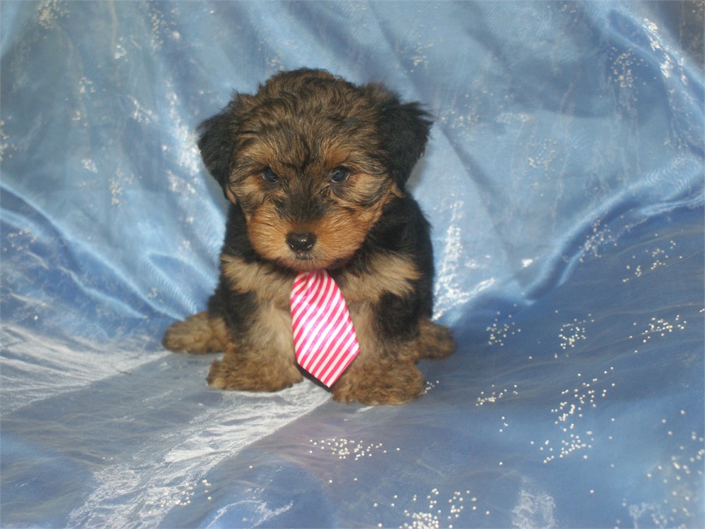Male Yorkie Updated 6/24 PRICED TO SELL