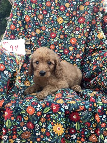 Mini golden doodle clean usda