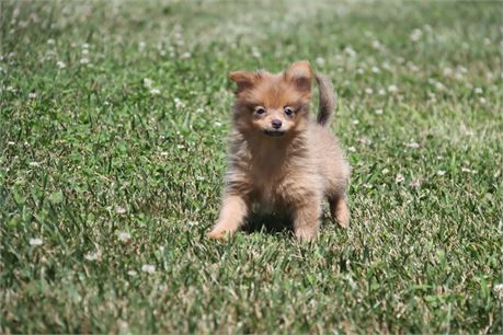 Femle Pom
