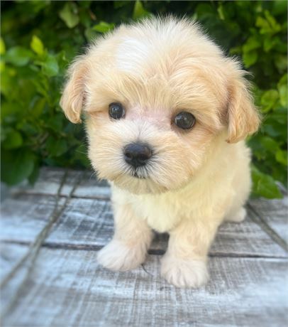 Hermes, Morkie, boy, 4675