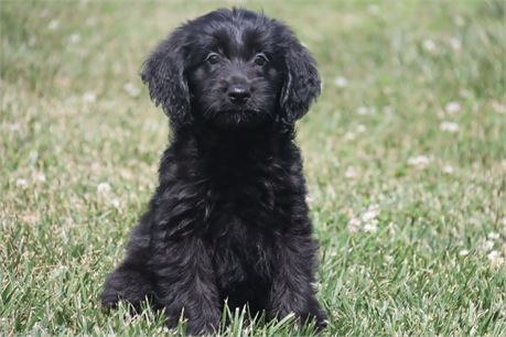 Female Goldendoodle