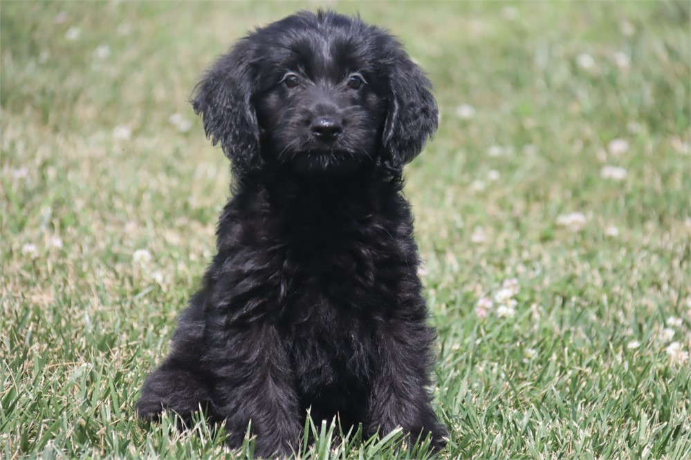 Female Goldendoodle