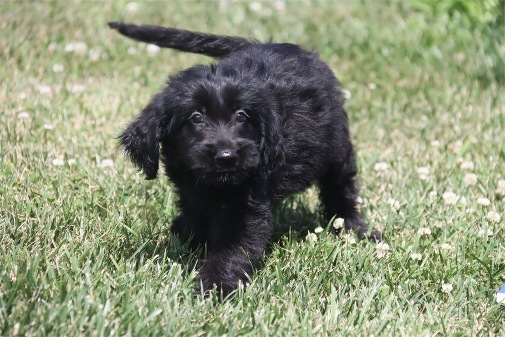 Female Goldendoodle