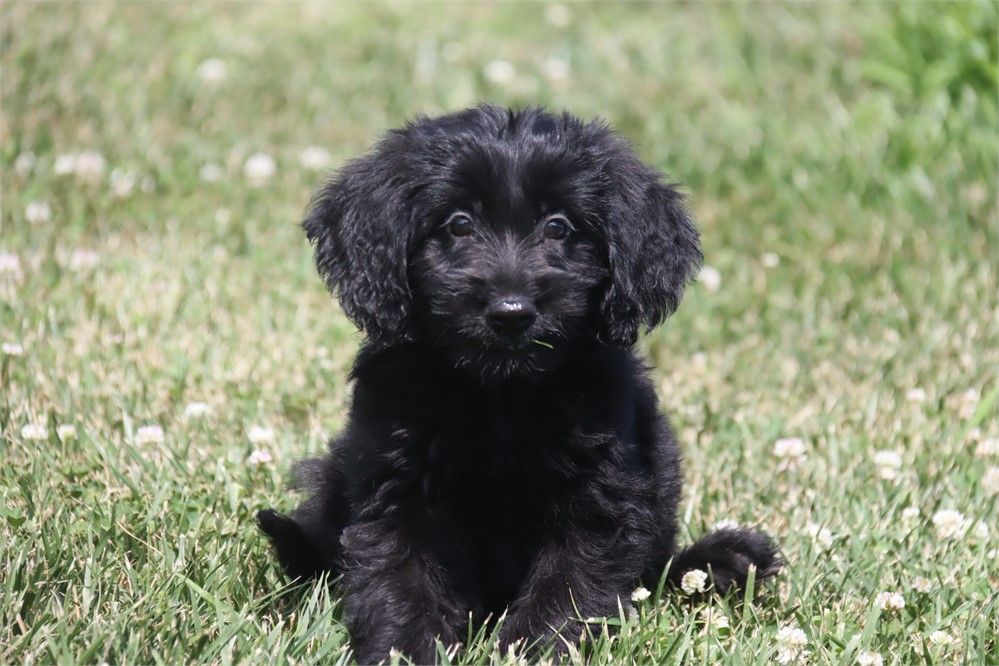 Female Goldendoodle