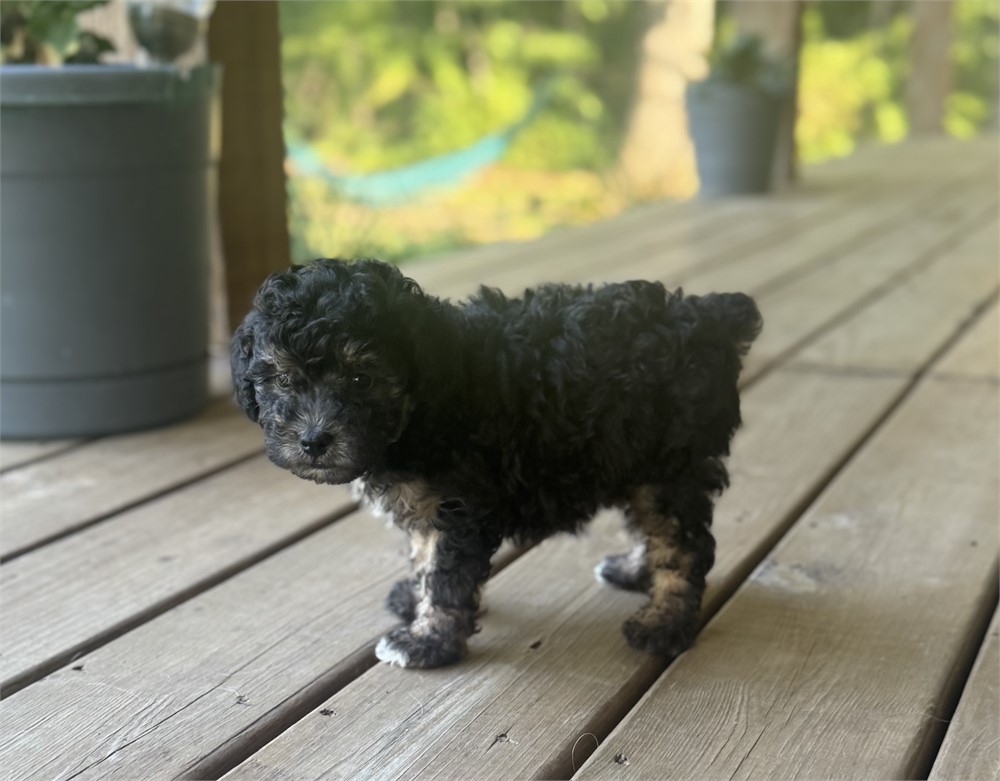 Friendly Mini Female