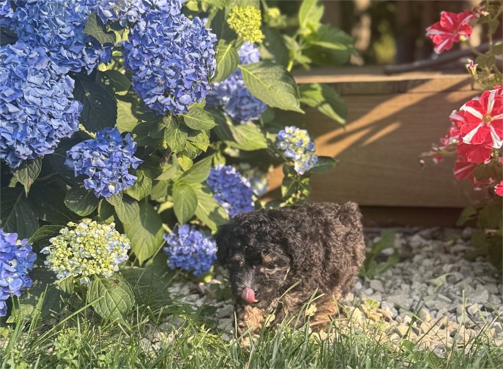 Friendly Mini Female