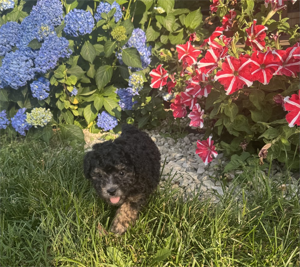 Friendly Mini Female