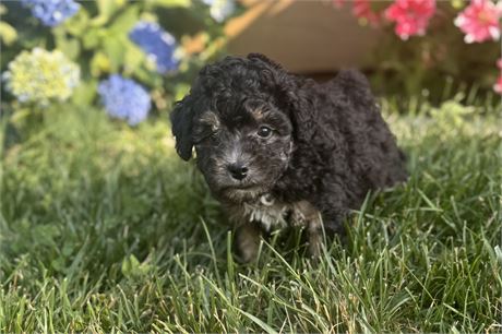 Friendly Mini Female