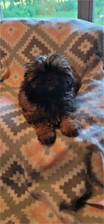 Little Guy