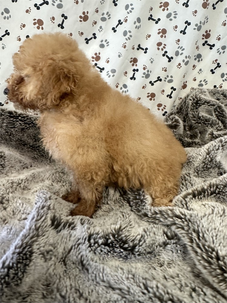Red Female Toy Poodle! Gorgeous!