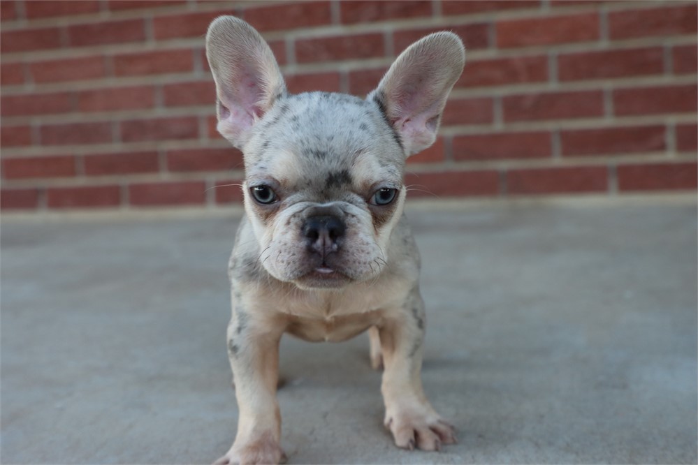 AKC Reg French Bulldog