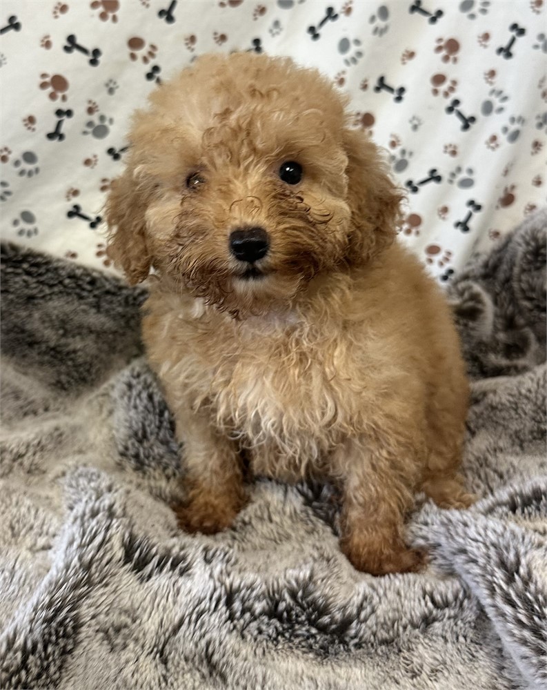 Red Female Toy Poodle! Gorgeous!