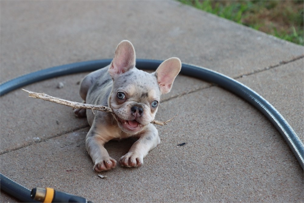 AKC Reg French Bulldog