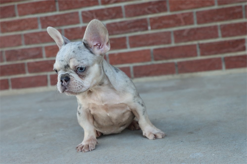 AKC Reg French Bulldog