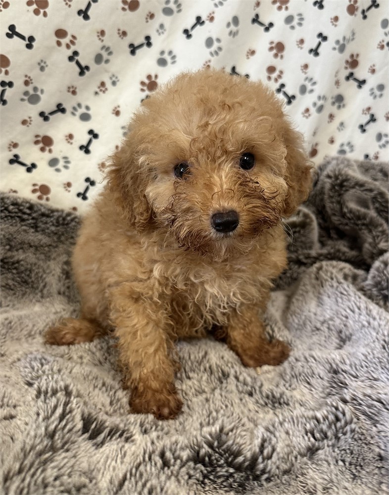 Red Female Toy Poodle! Gorgeous!