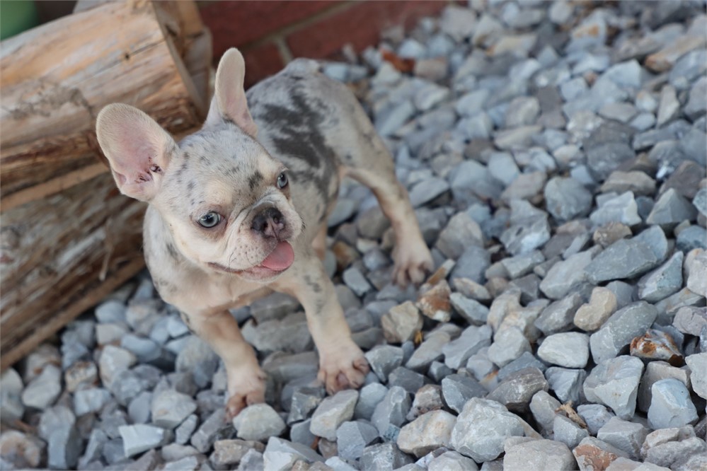 AKC Reg French Bulldog
